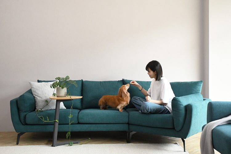 How to Train Your Pet to Stop Jumping on Furniture and Maintain Good Household Habits