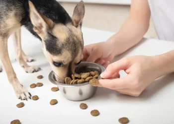 What Nutrients Should Be Added to My Dog’s Diet to Maintain Good Health?