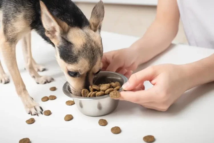 What Nutrients Should Be Added to My Dog’s Diet to Maintain Good Health?