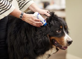 How Often Should You Clean Your Dog’s Ears—and Why It Matters?