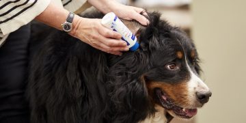 How Often Should You Clean Your Dog’s Ears—and Why It Matters?