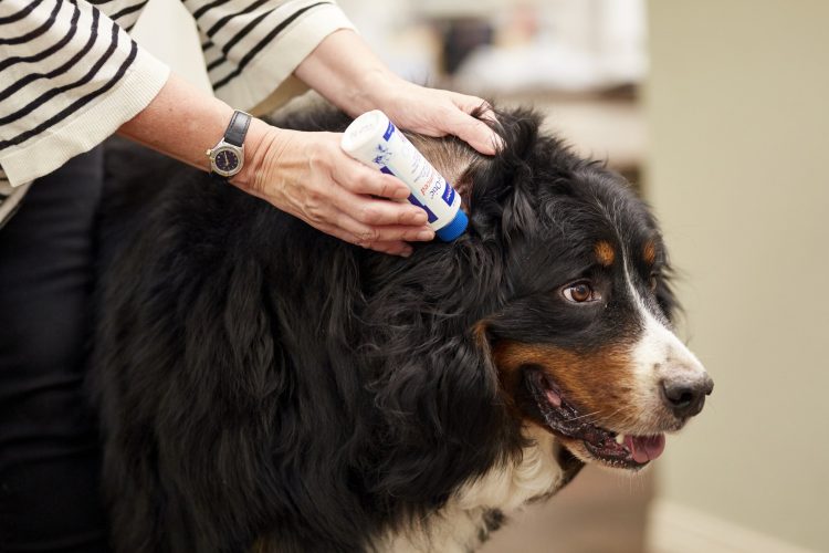 How Often Should You Clean Your Dog’s Ears—and Why It Matters?