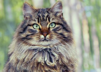 Why Do Long-Haired Cats Need Different Grooming in Winter?