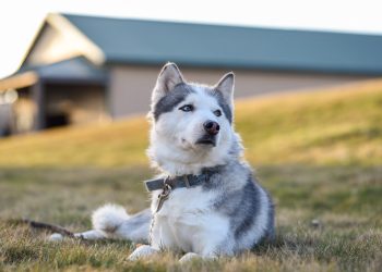 Why Do Exotic Pets Like Ferrets and Hedgehogs Need Special Grooming Tools?