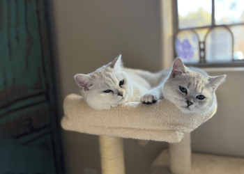 What Are the Hidden Grooming Needs of Short-Coated Cats?