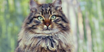 Why Do Long-Haired Cats Need Different Grooming in Winter?