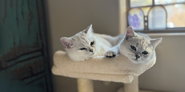What Are the Hidden Grooming Needs of Short-Coated Cats?