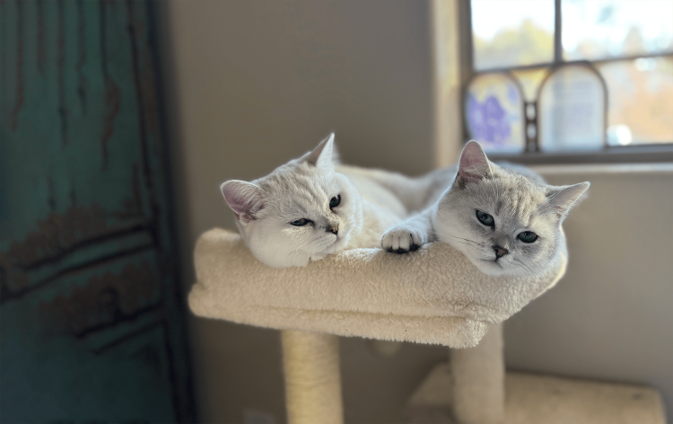 What Are the Hidden Grooming Needs of Short-Coated Cats?