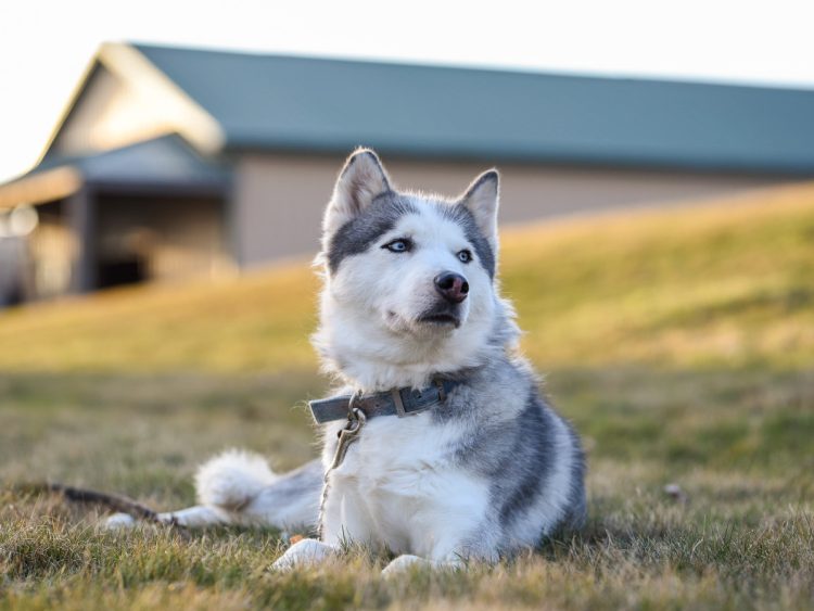 Why Do Exotic Pets Like Ferrets and Hedgehogs Need Special Grooming Tools?