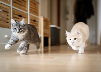 Why Do Some Pets Stop Eating After Moving Homes?