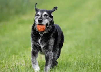 What’s the Best Way to Train an Older Dog with Mobility Issues?