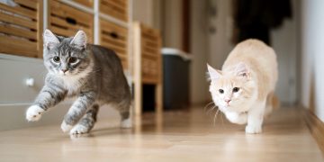 Why Do Some Pets Stop Eating After Moving Homes?