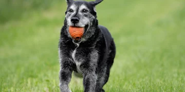 What’s the Best Way to Train an Older Dog with Mobility Issues?