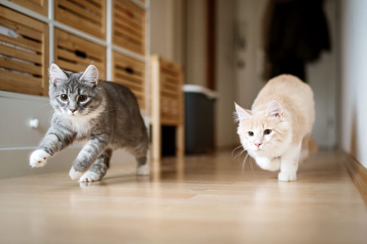 Why Do Some Pets Stop Eating After Moving Homes?