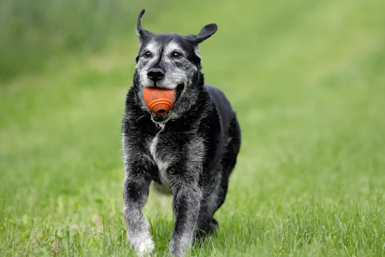 What’s the Best Way to Train an Older Dog with Mobility Issues?