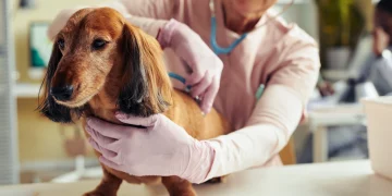 How Do You Feed a Pet With a Sensitive Stomach?