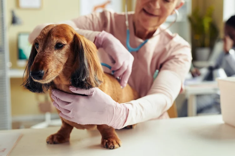 How Do You Feed a Pet With a Sensitive Stomach?