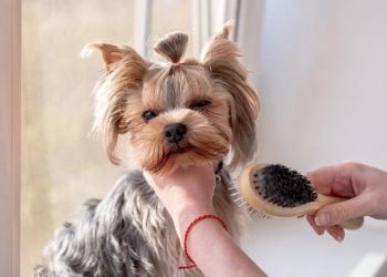 Can Regular Brushing Prevent Skin Diseases in Short-Haired Dogs?
