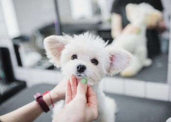 How Can Grooming Routines Help Reduce Dog Anxiety?