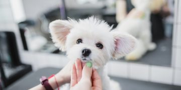 How Can Grooming Routines Help Reduce Dog Anxiety?