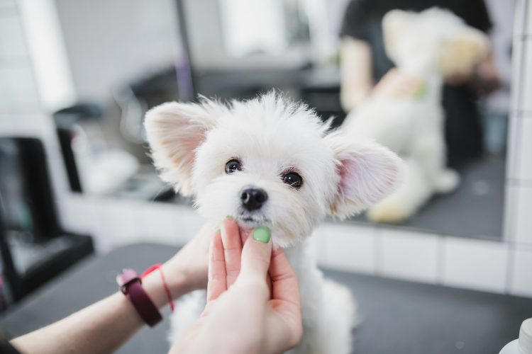 How Can Grooming Routines Help Reduce Dog Anxiety?
