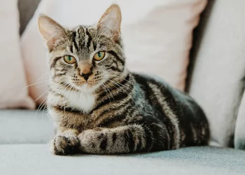 Is It Safe to Feed Raw Diets to Reptiles and Amphibians?