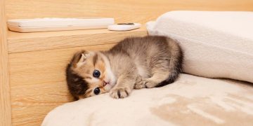 Can You Recognize When Your Pet Is in Pain Without Obvious Symptoms?