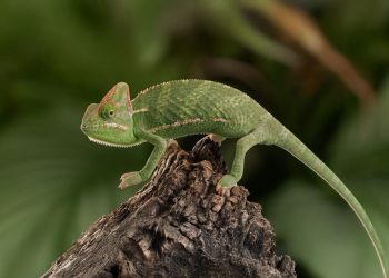 What’s the Best Diet for Reptiles During Moulting Season?