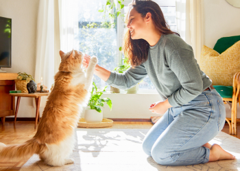 Why Does Your Pet’s Diet Affect Their Training Results?