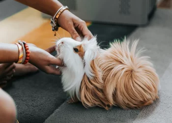 What Makes a Good First-Aid Kit for All Pet Types?