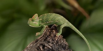 What’s the Best Diet for Reptiles During Moulting Season?
