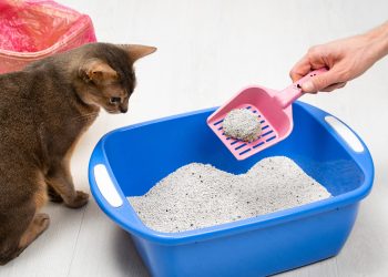 Can Litter Box Placement Actually Affect Your Cat’s Behavior?