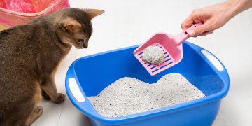 Can Litter Box Placement Actually Affect Your Cat’s Behavior?