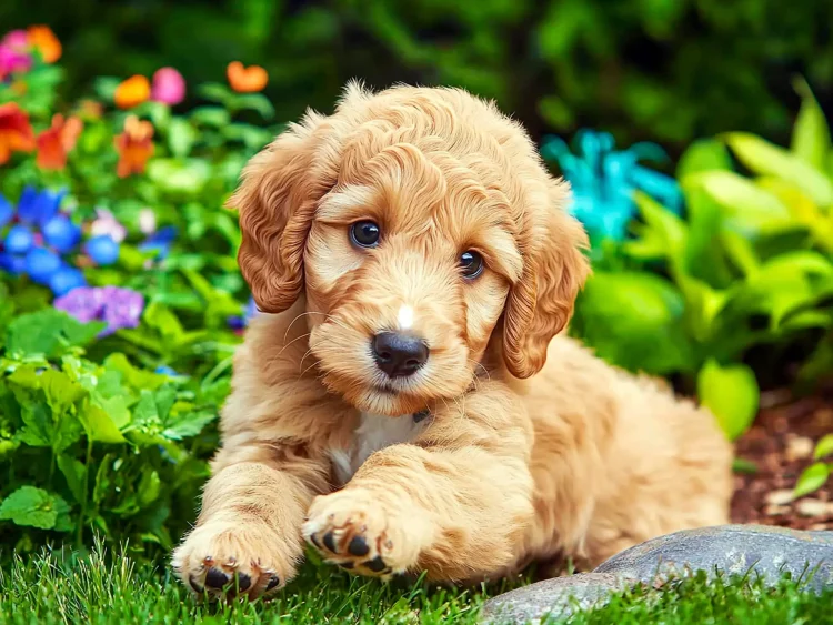 What Happens If You Overfeed Your Puppy During Growth Spurts?