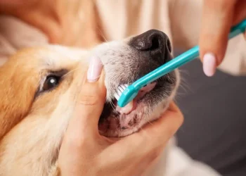 What’s the Right Way to Introduce Grooming to a Nervous Puppy?