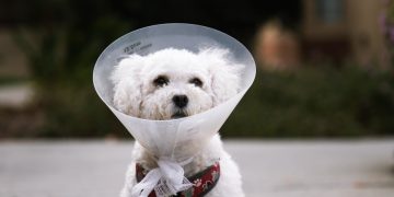 What Should You Feed a Pet Who’s Just Had Surgery?