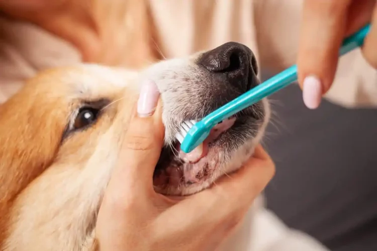 What’s the Right Way to Introduce Grooming to a Nervous Puppy?