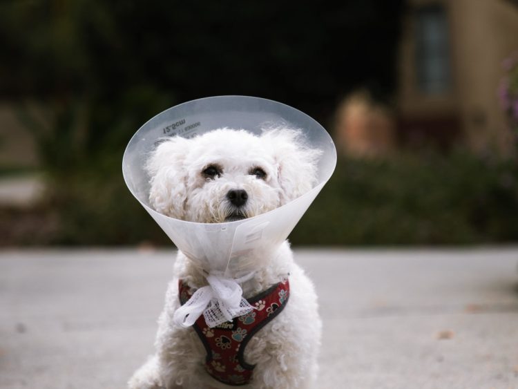 What Should You Feed a Pet Who’s Just Had Surgery?