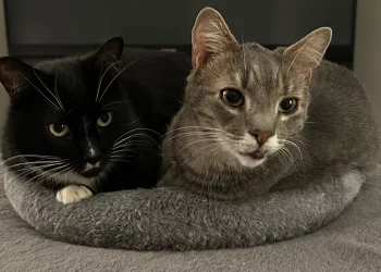 Can You Spot Early Signs of Arthritis in Cats Through Behavior?