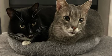 Can You Spot Early Signs of Arthritis in Cats Through Behavior?