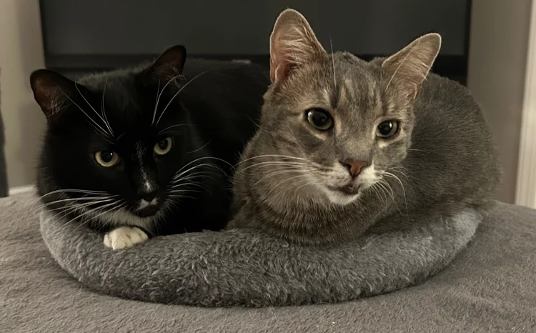 Can You Spot Early Signs of Arthritis in Cats Through Behavior?