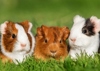 What Training Mistakes Do New Guinea Pig Owners Often Make?