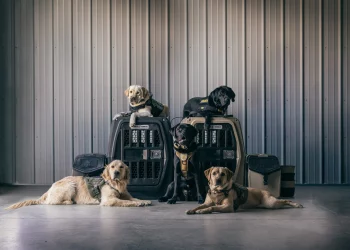 Can You Teach a Rescue Dog Basic Commands in Just 10 Days?