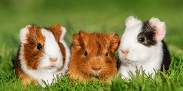 What Training Mistakes Do New Guinea Pig Owners Often Make?