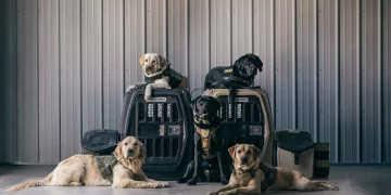 Can You Teach a Rescue Dog Basic Commands in Just 10 Days?