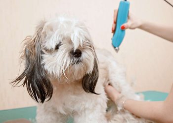 How Do You Teach a Puppy Not to Bite During Grooming?