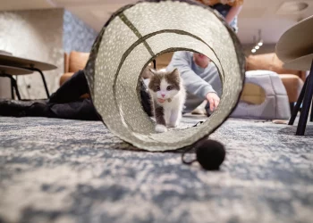 How Do Enrichment Toys Boost Training Results in Indoor Cats?
