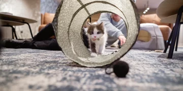 How Do Enrichment Toys Boost Training Results in Indoor Cats?