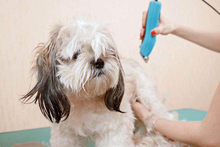 How Do You Teach a Puppy Not to Bite During Grooming?