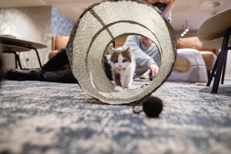 How Do Enrichment Toys Boost Training Results in Indoor Cats?